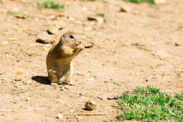 Close up ground squirrel on the meadow. Beautiful view. Cute animal. 