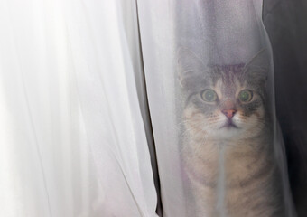 Green-eyed cat hiding in the house behind the transparent curtain, when playing hide and seek