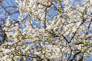 Branches of blossoming white cherry in the beginning of May