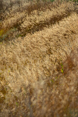 Dry ears of plants on a hillside in the evening in the golden light of the setting sun.
