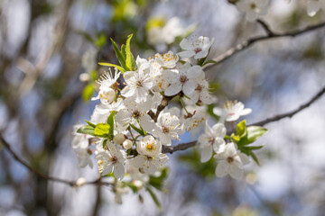 Branches of blossoming white cherry in the spring