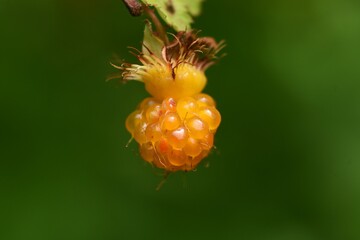 Japanese wild raspberry. Rosaceae deciduous shrub.