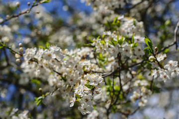 Branches of blossoming white cherry in May