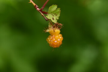 Japanese wild raspberry. Rosaceae deciduous shrub.