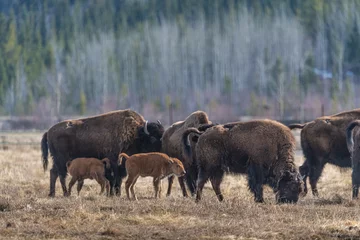 Poster Kleine Herde wilder Bisons, die im Feld stehen, Weide im Norden Kanadas. Erwachsene zusammen mit jungen Kälbern, Kälber in natürlicher Umgebung. © Scalia Media