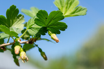 Blooming gooseberry with green fruits in spring.