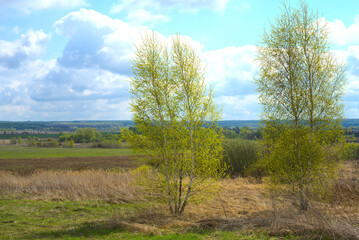 Fototapeta premium Spring. Two trees against the background of fields and woods in the distance. Sky and white clouds on a sunny day