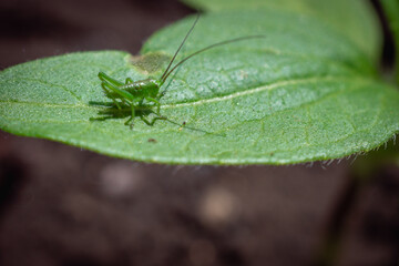 Small grasshopper on a green leaf of a tree.