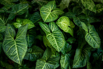 Jewel alocasia leaves on garden