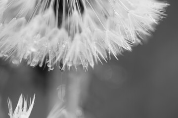 Pusteblume einer Löwenzahn Pflanze im Detail als Nahaufnahme nach einem Regen Schauer mit Tropfen...