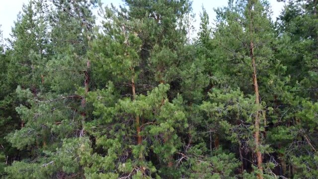 aerial view of the coniferous forest. video from a quadrocopter