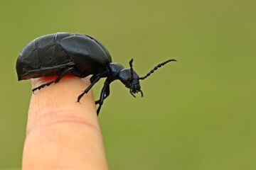 Weiblicher Schwarzblauer Ölkäfer (Meloe proscarabaeus).auf dem Finger
