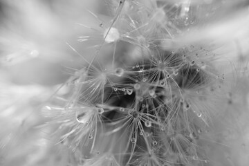 Pusteblume einer Löwenzahn Pflanze im Detail als Nahaufnahme nach einem Regen Schauer mit Tropfen aus Wasser, Taraxacum