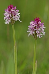 Hybride zwischen Dreizähnigem Knabenkraut und Brandknabenkraut (Neotinea x dietrichiana)