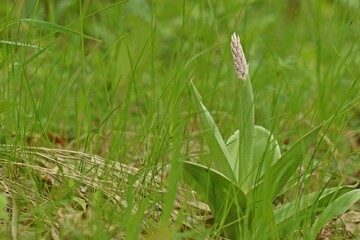 Aufblühendes Helm-Knabenkraut (Orchis militaris).