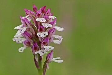 Hybride zwischen Dreizähnigem Knabenkraut und Brandknabenkraut (Neotinea x dietrichiana)