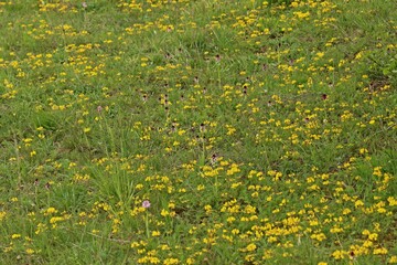 Dreizähniges Knabenkraut (Neotinea tridentata) und Brand-Knabenkraut (Neotinea ustulata) nebeneinander
