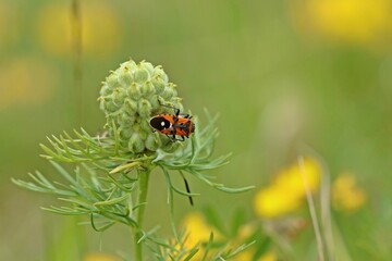 Ritterwanze (Lygaeus equestris)  auf Samenstand des Frühlings-Adonisröschens (Adonis vernalis).