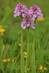 Dreizähniges Knabenkraut (Neotinea tridentata)