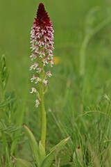 Brand-Knabenkraut (Neotinea ustulata)