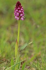 Hybride zwischen Dreizähnigem Knabenkraut und Brandknabenkraut (Neotinea x dietrichiana)