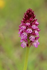 Obraz premium Hybride zwischen Dreizähnigem Knabenkraut und Brandknabenkraut (Neotinea x dietrichiana)