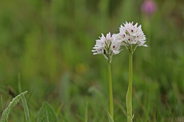 Wei&szlig;ling des Dreiz&auml;hnigen Knabenkrauts (Neotinea tridentata)