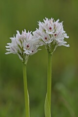 Weißling des Dreizähnigen Knabenkrauts (Neotinea tridentata)