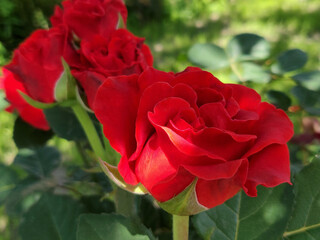 blooming red rose in a garden