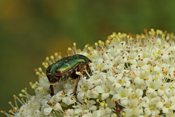 Gemeiner Rosenkäfer (Cetonia aurata) auf Blütendolde