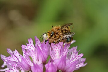 Wildbienen der Gattung Osmia bei der Paarung auf Dreizähnigem Knabenkraut (Neotinea tridentata)