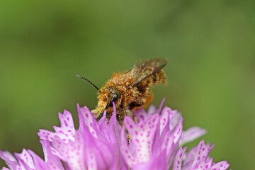 Wildbienen der Gattung Osmia bei der Paarung auf Dreizähnigem Knabenkraut (Neotinea tridentata)
