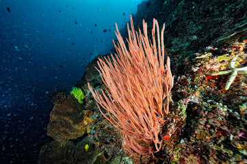 A picture of the coral reef