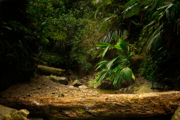 Randonnée vers la Cascade Dumauzé, Marinique