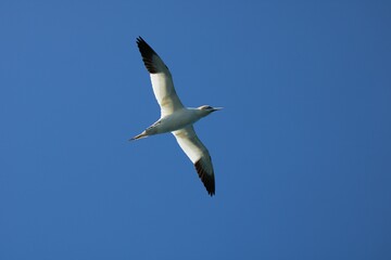 Fou de Bassan en Bretagne.