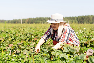 Harvesting woman on the strawberry field.