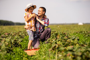 Young man farmer working in the garden, picking strawberries for his toddler daughter