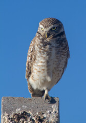 Burrowing Owl perching