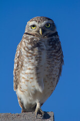 Burrowing Owl perching