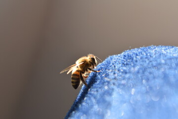 bee