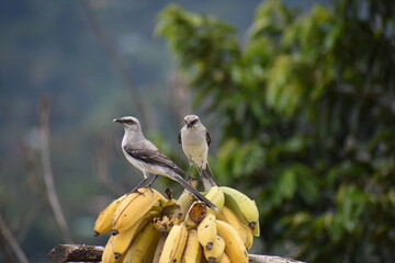 Birds on banana