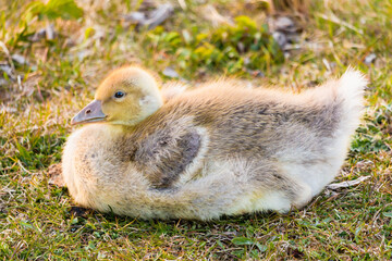 Greylag goose fluffy chick. Sitting on a grass.