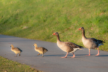 Greylag goose and goslings. Walks on a bicycle path