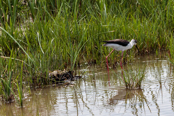 Black winged stilt female cleaning up round her nest. Two eggs are visible