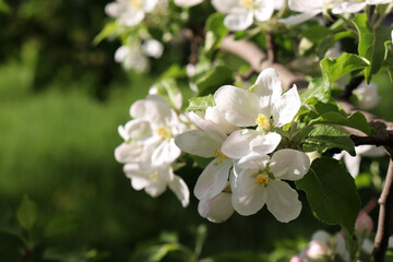 Fototapeta na wymiar Apple tree blossoms on the blurred green background. Blooming tree in the spring garden. Close-up of white flowers on the branch