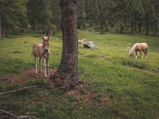 cavalli selvatici nei boschi in montagna a Livigno, Italia