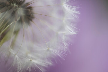 Pusteblume close up, Hintergrund lila/dunkelgrün
