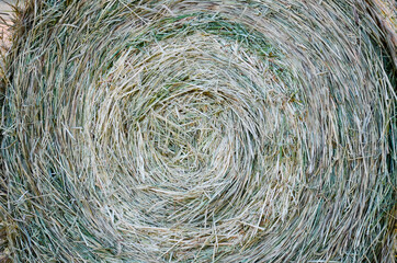 alpacas recogida cereales castilla