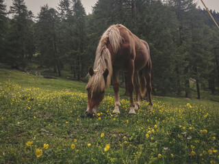 cavalli selvatici nei boschi in montagna a Livigno, Italia