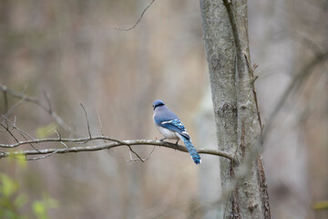 Blue Jay